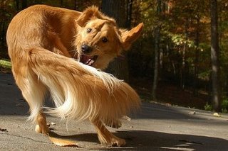 dog_chasing_tail1