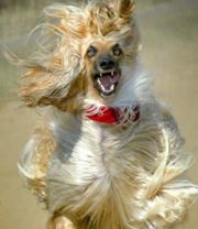 180px-growlingafghandog