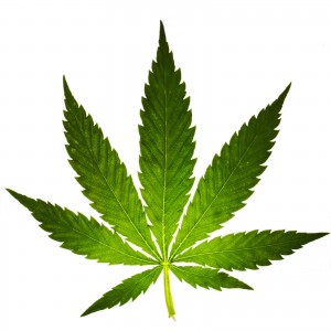 Cannabis leaf